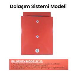 Anka Art - Dolaşım Sistemi Modeli