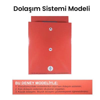 Dolaşım Sistemi Modeli