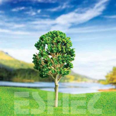 Eshel Ceviz Ağacı 4,5cm Paket İçi:3