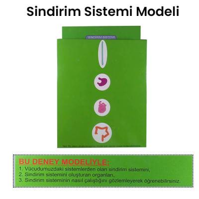 Sindirim Sistemi Modeli