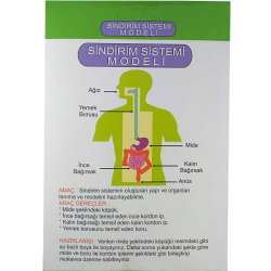 Anka Art - Sindirim Sistemi Modeli (1)